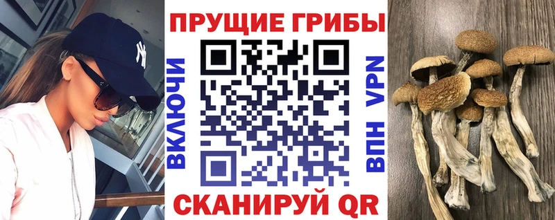 Псилоцибиновые грибы Psilocybe  продажа наркотиков  Среднеуральск 